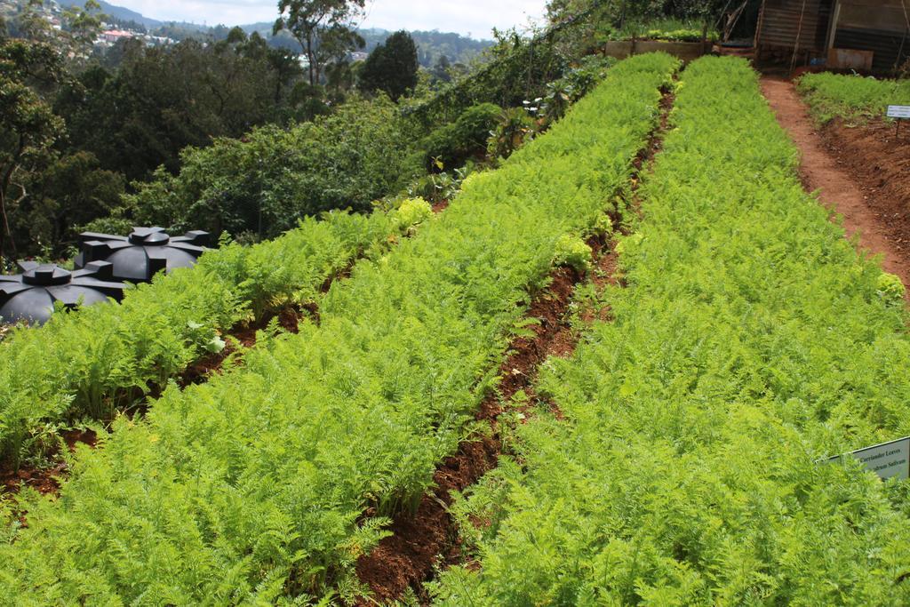Serene Villa Nuwara Eliya Luaran gambar